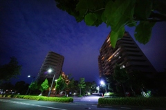街路樹