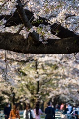 千鳥ヶ淵公園