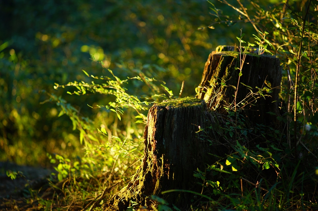 2015.10.8 Canon FD135mm F2.5④