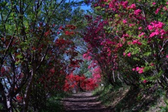 花見山