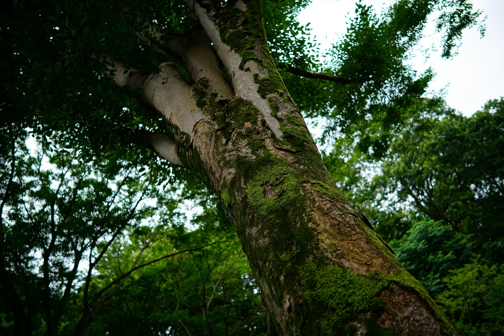 小宮公園①