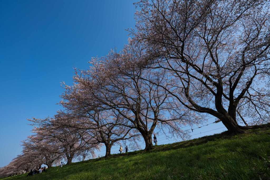 一目千本桜③