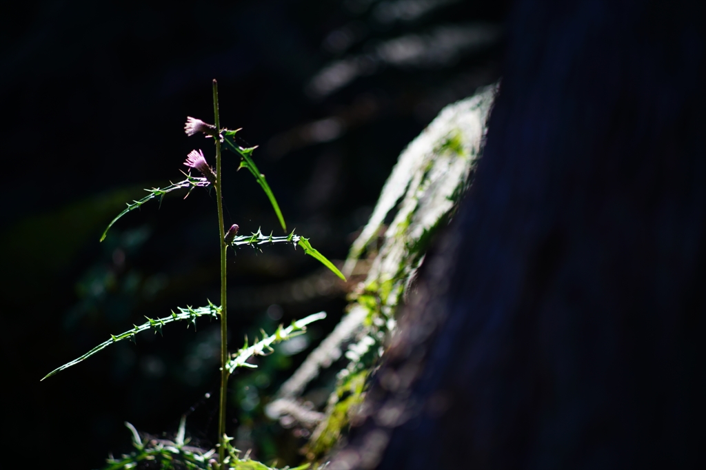 2015.10.8 Canon FD135mm F2.5①