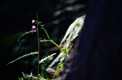 2015.10.8 Canon FD135mm F2.5①