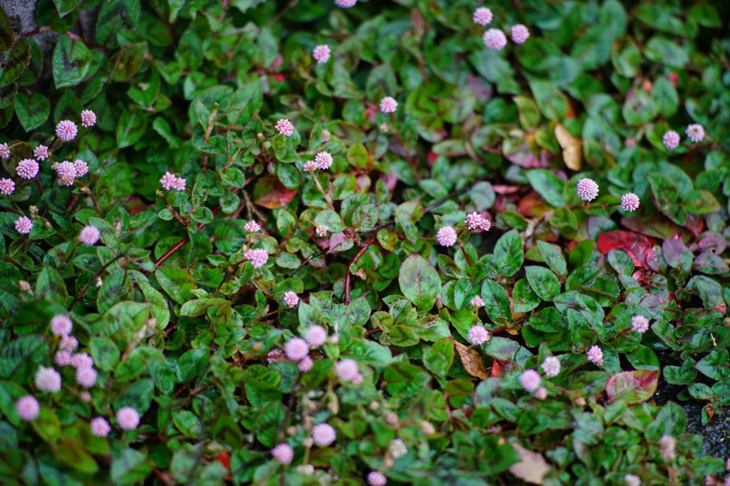 Canon FD135 F2.5 @ α7RⅡ⑥
