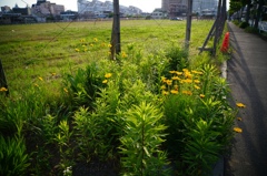 Vario-Sonnar T* 3.5-4.5/24-85 ⑥