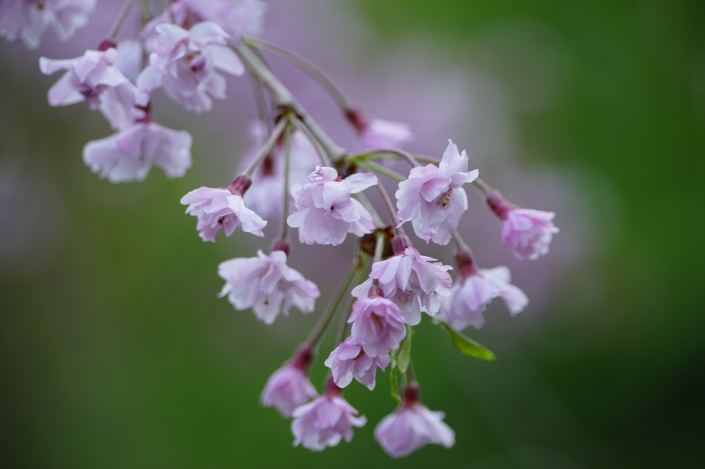 長谷寺〜CONTAX N VS70-300 マクロモード