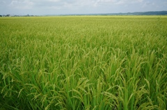 県道4号新道②