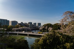 千鳥ヶ淵②