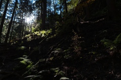 棒ノ嶺登山道～白谷沢①