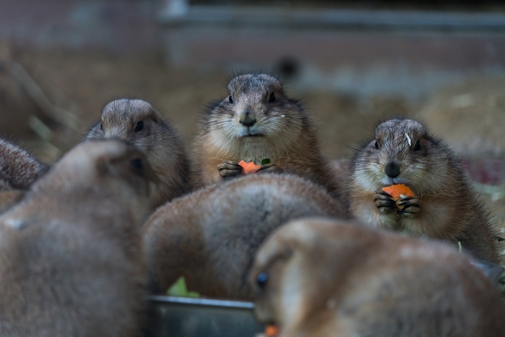 八木山動物公園