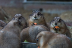 八木山動物公園
