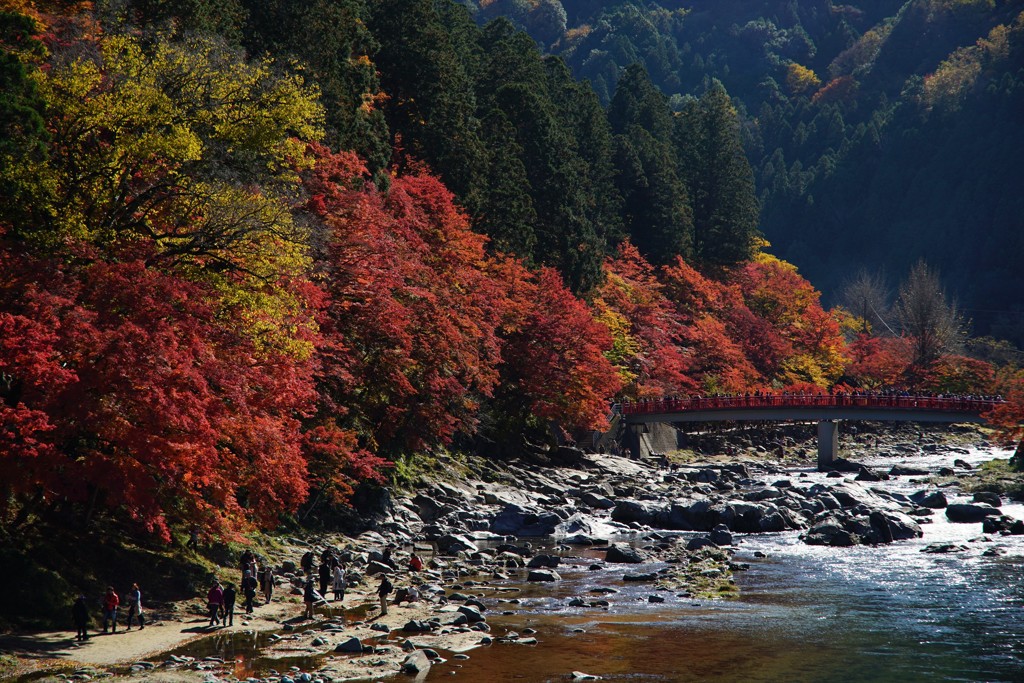 香嵐渓③