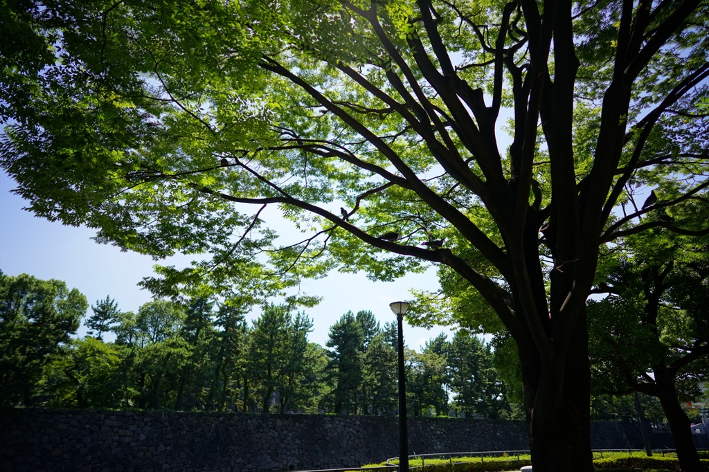 Batis 2/25⑭