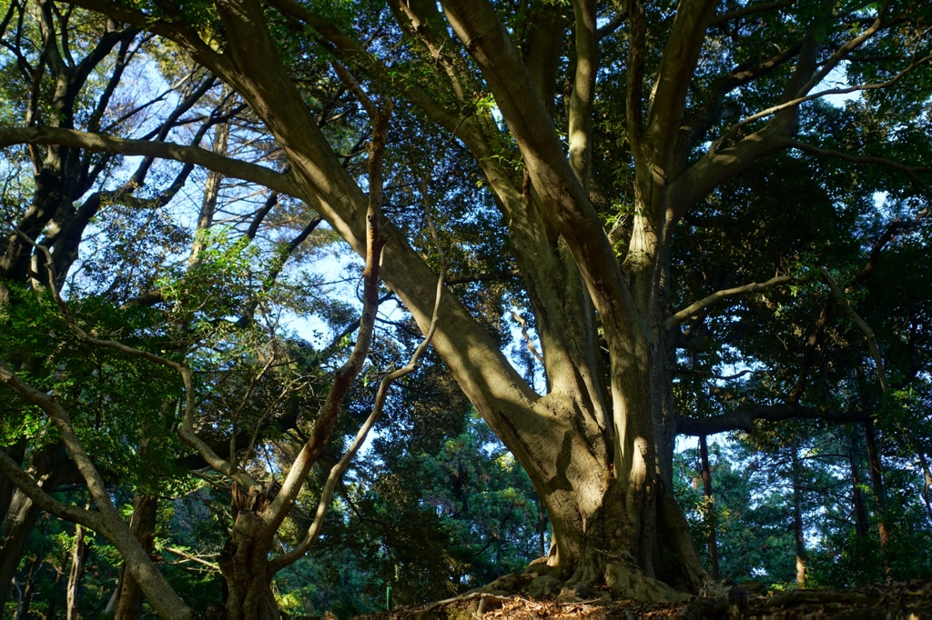 EL-Nikkor 40mm @ 飯山白山②