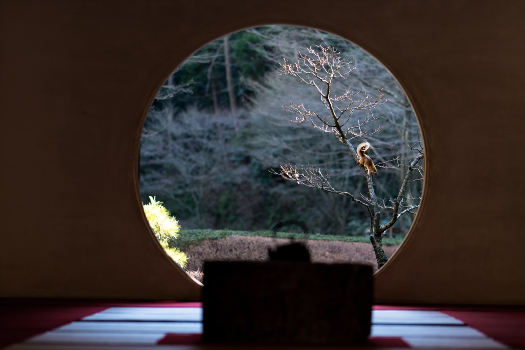 明月院②
