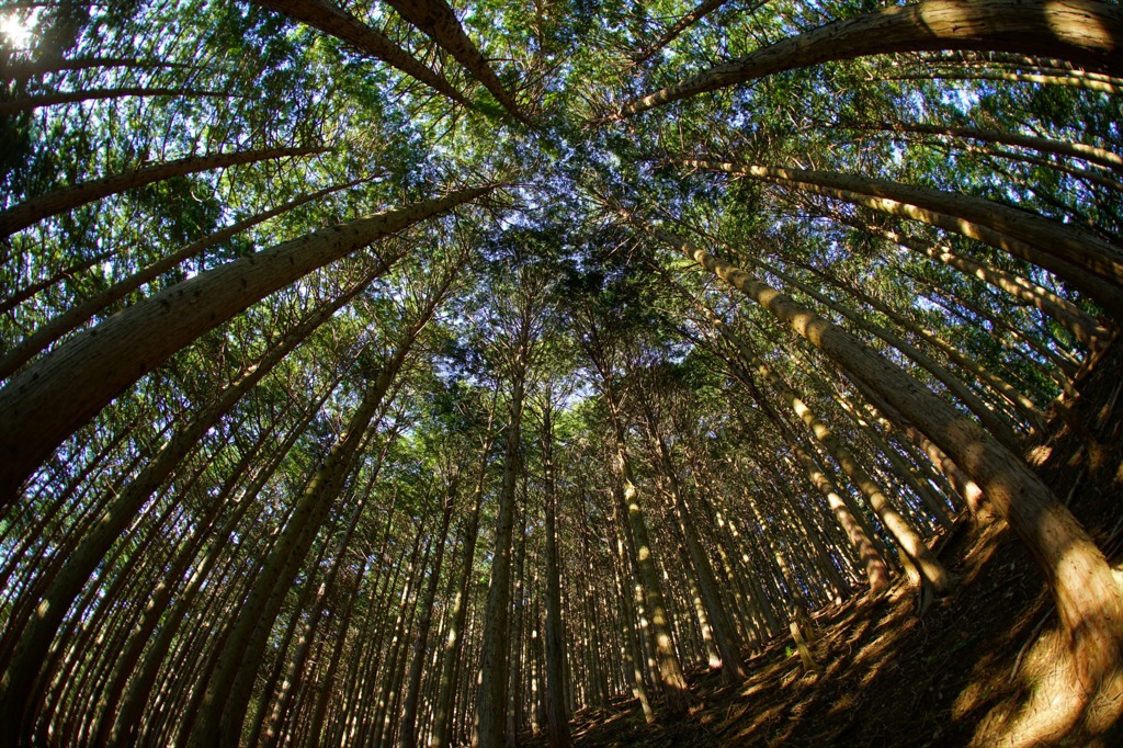 2015.10.8 Contax F-Distagon 16mm