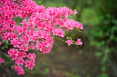 Rollei Sonnar 85mm F2.8 ①
