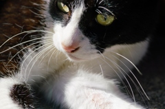 江ノ島の野良猫①