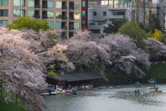 千鳥ヶ淵①