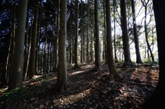 宮ヶ瀬・佐久間尾根登山道②