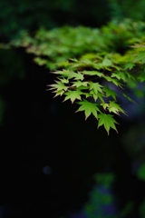 定義如来②