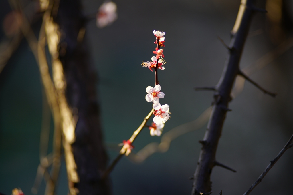 2016.3　栃谷戸公園①