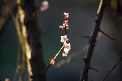2016.3　栃谷戸公園①