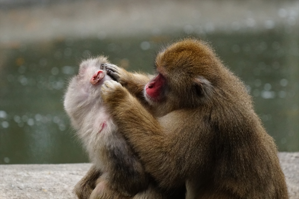多摩動物公園②