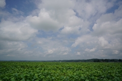 県道4号新道①