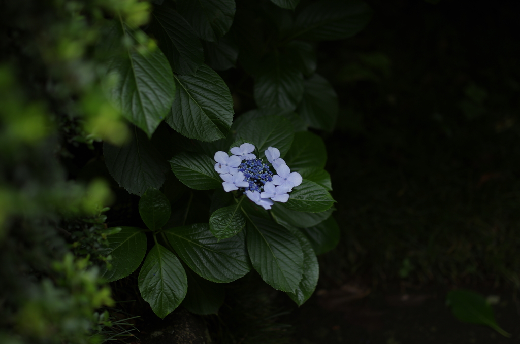 ガクアジサイ　と　虫