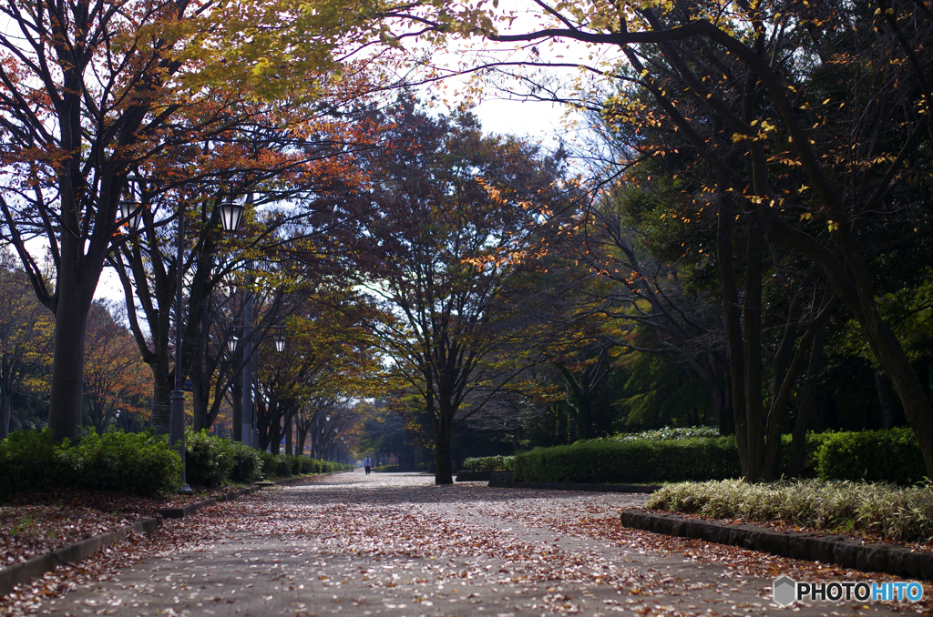 並木道