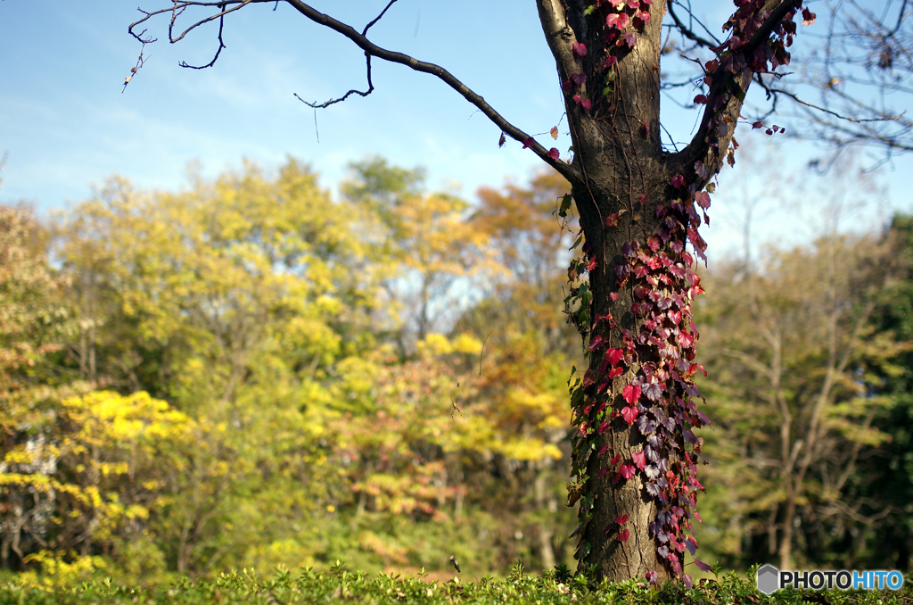 代わりに紅葉