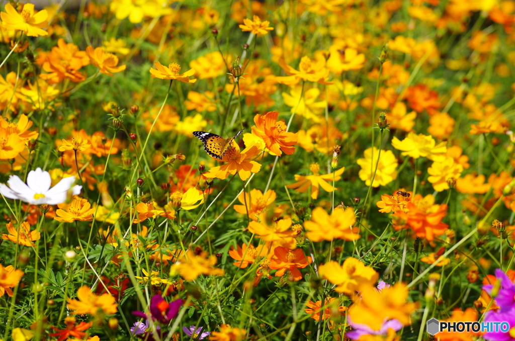 コスモスの花畑