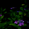 紫陽花