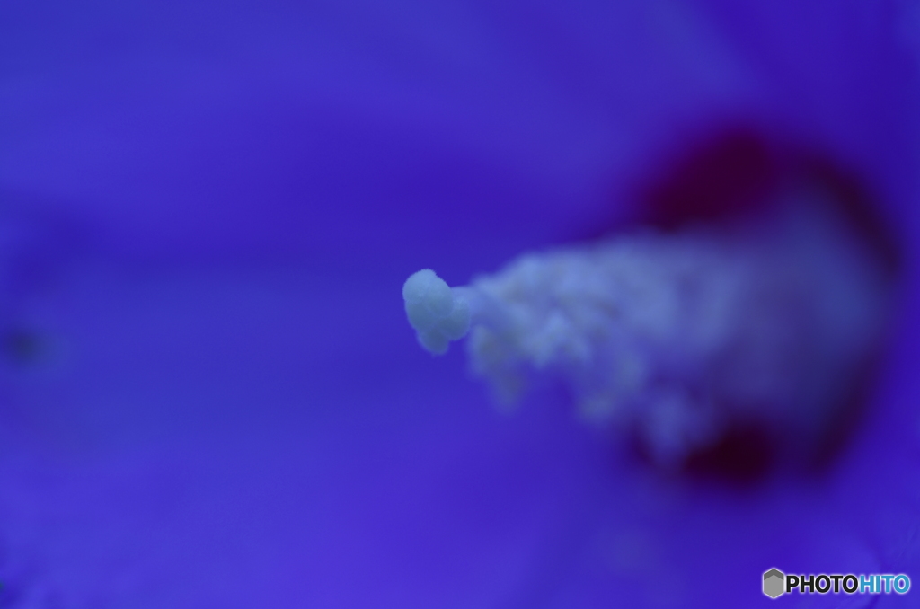 木槿