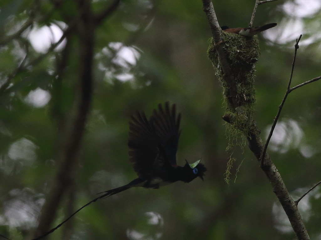 巣立ちました　1