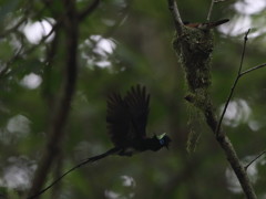 巣立ちました　1