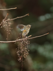 冬の森　21