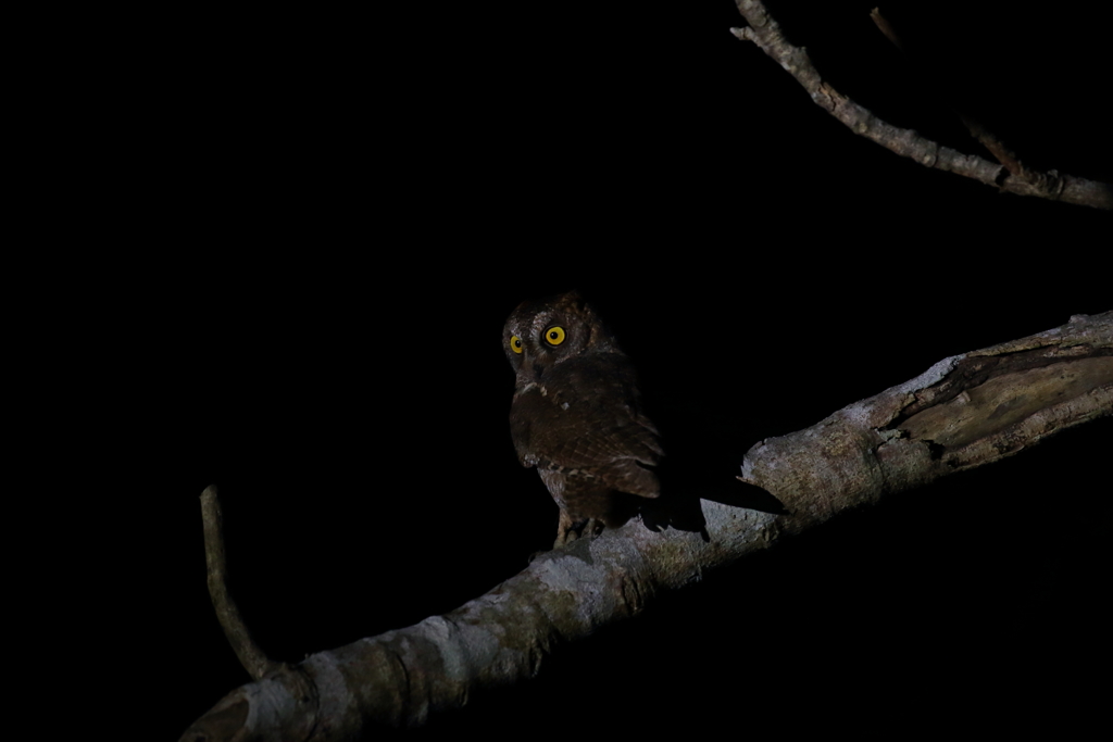 リュウキュウの夜　5