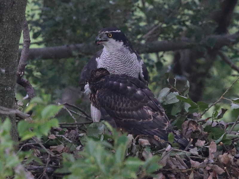 ヒナがずいぶん大きくなりました　1
