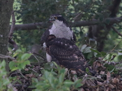 ヒナがずいぶん大きくなりました　1