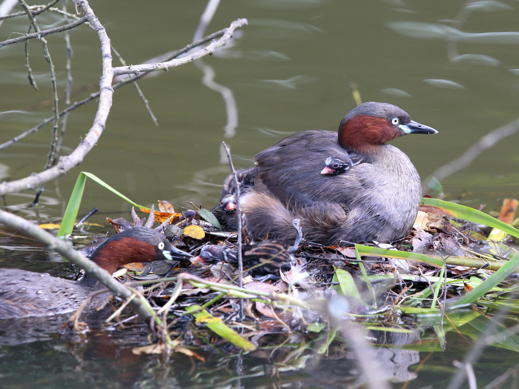 巣のメンテナンス