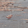冬の森　72