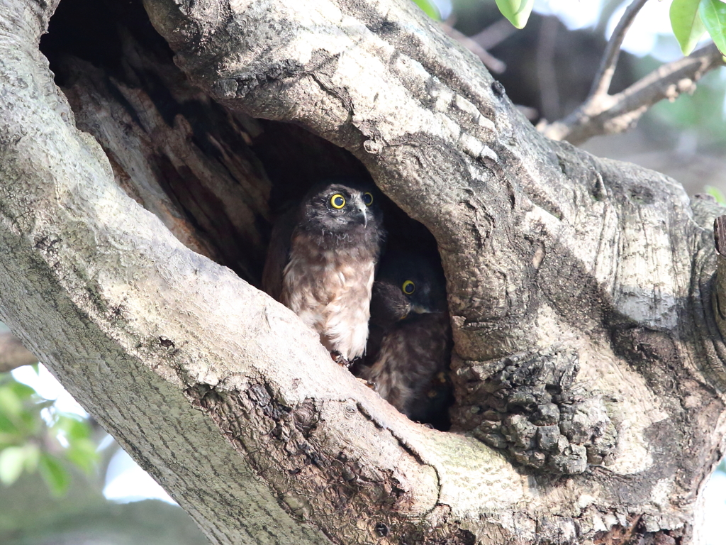 アオバズク　11