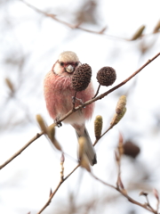 冬の森　80