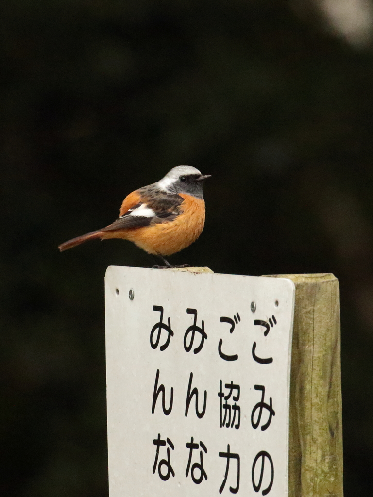 ジョウビタキ