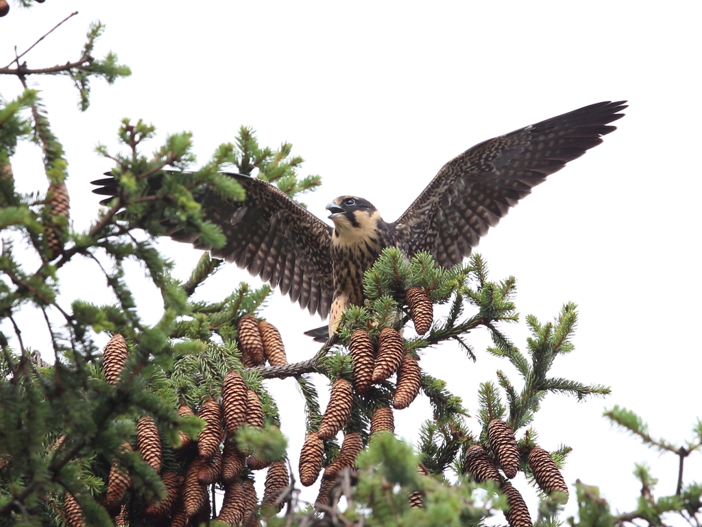 チゴハヤブラザーズ　5