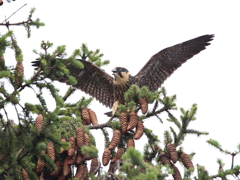 チゴハヤブラザーズ　5