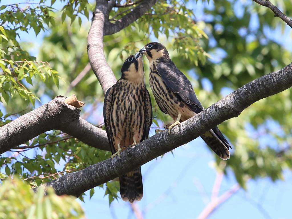 チゴハヤブラザーズ　1